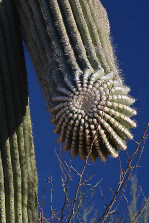 saguaro arm upclose